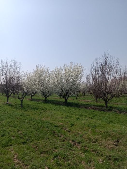 Daraxt kesamiz shakl beramiz bogʻdorchilik ishlarini qilamiz dorilimiz