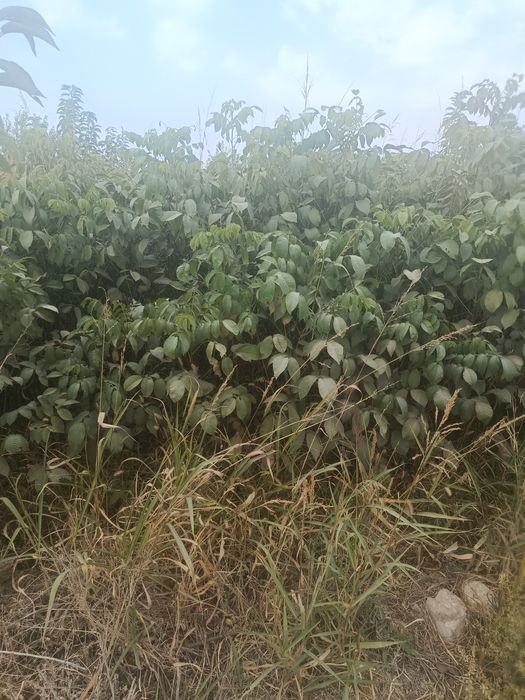 Nixollar  mevali koʻchatlar kafolati bor sorti kafolatlanadi