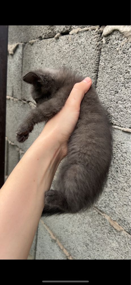 Милые котята