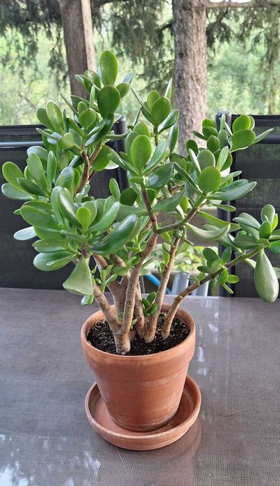 Дърво на живота/ Crassula ovata