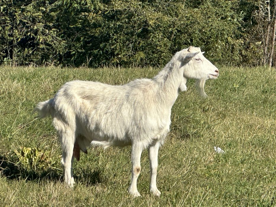 Capre de vanzare