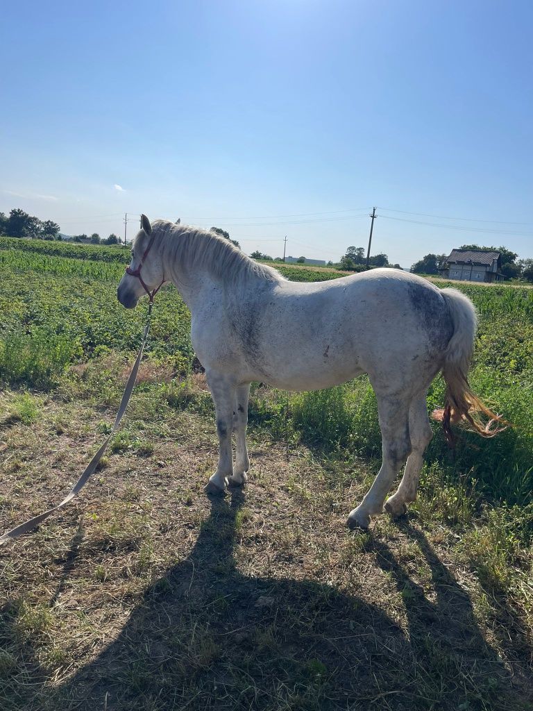 Vând iapa în vârstă de 7 ani