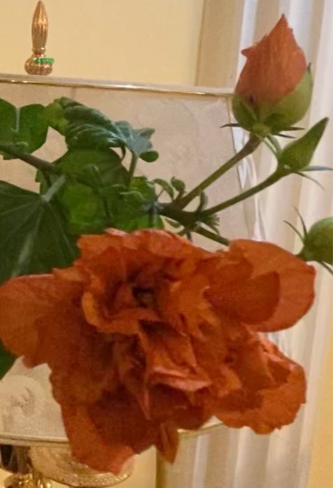 Продам комнатный «Гибискус ». Цена 25000 т