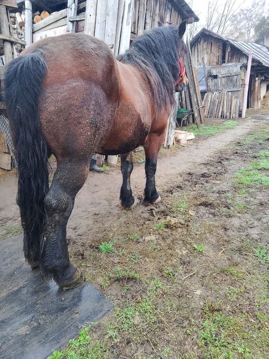 Vând cal Semi-greu romanesc 7 ani semigreu castrat