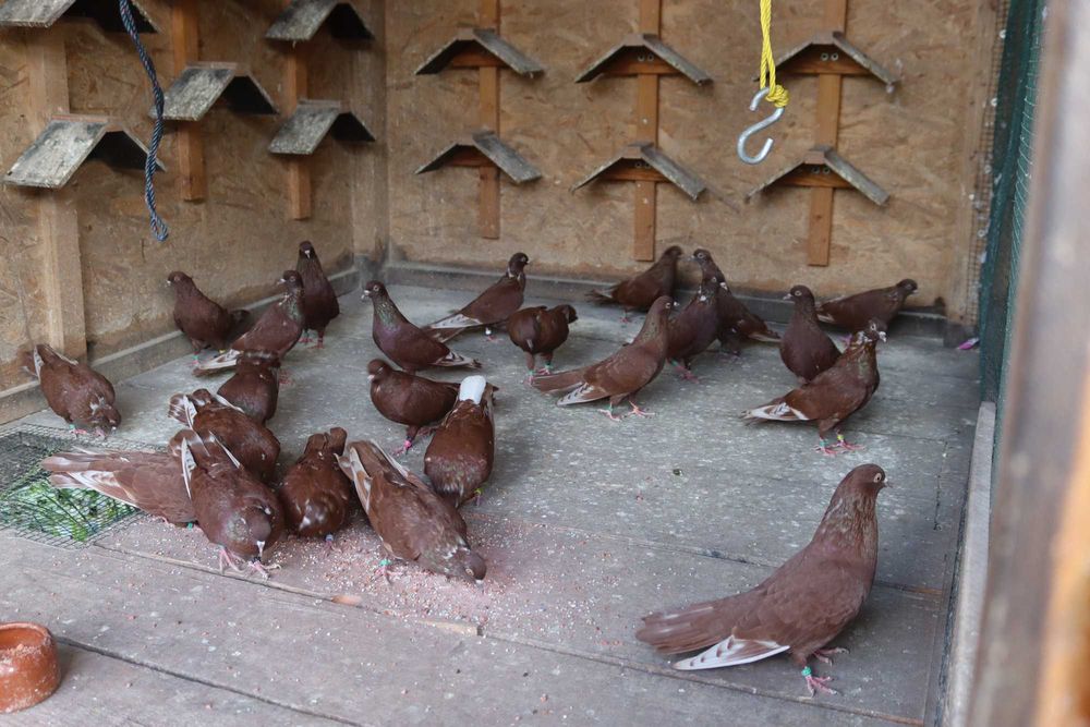 Porumbei  Zburători Roșii de Târgoviște