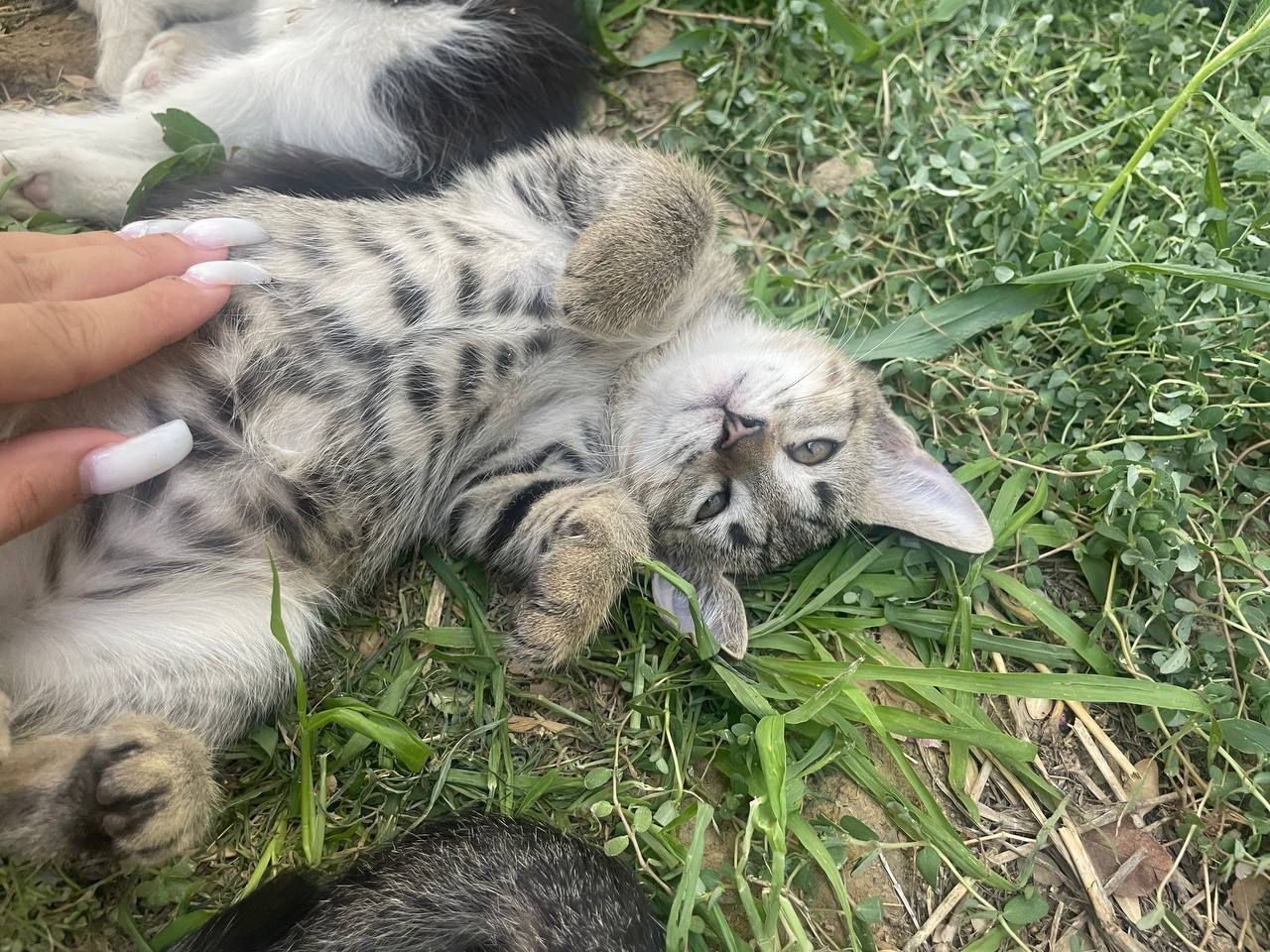 Котята, Кошки даром срочно