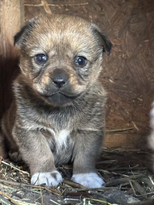 Două cățeleușe caută căsuță noua  (donez)