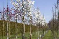 Vând magnoliu copac sau tufa