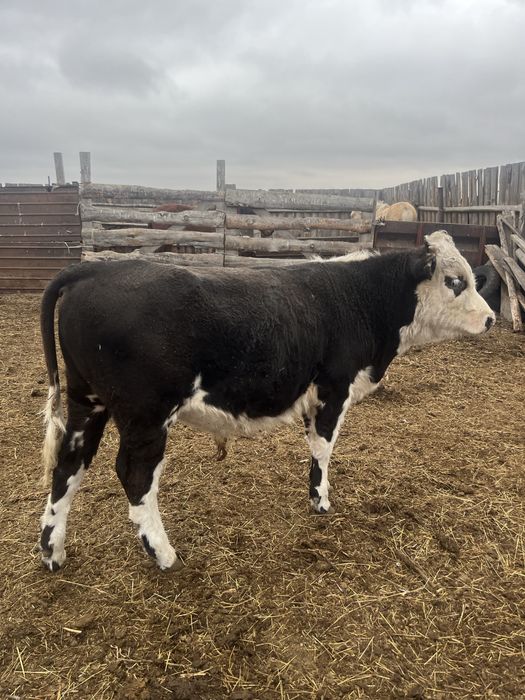 Продам бычка подсосный