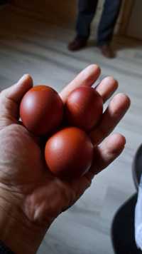 Ouă roși Marans bio pentru consum