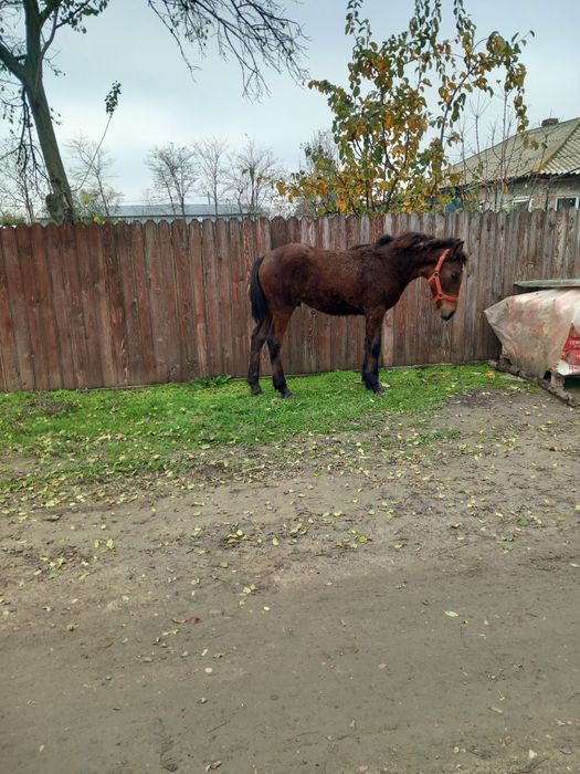 Vând iapa în vârstă de 11 ani și manz de 6 luni