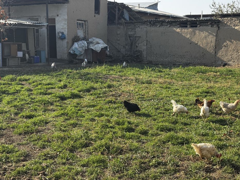 14 ta tovuq 1 ta xuroz sotiladi tovula tuxumda hammasi