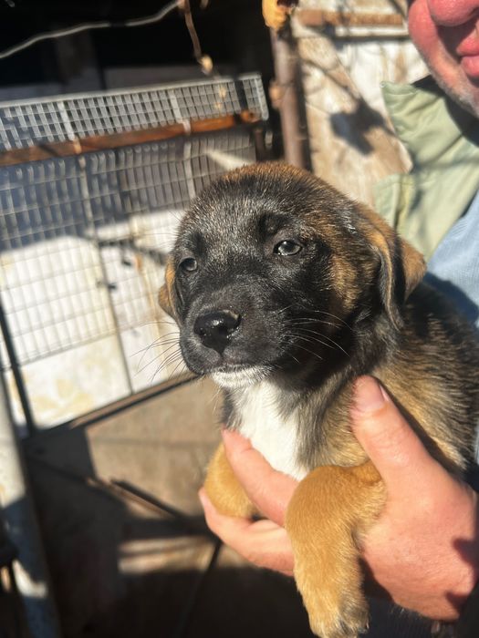 Dam spre adoptie 3 fetite de talie medie