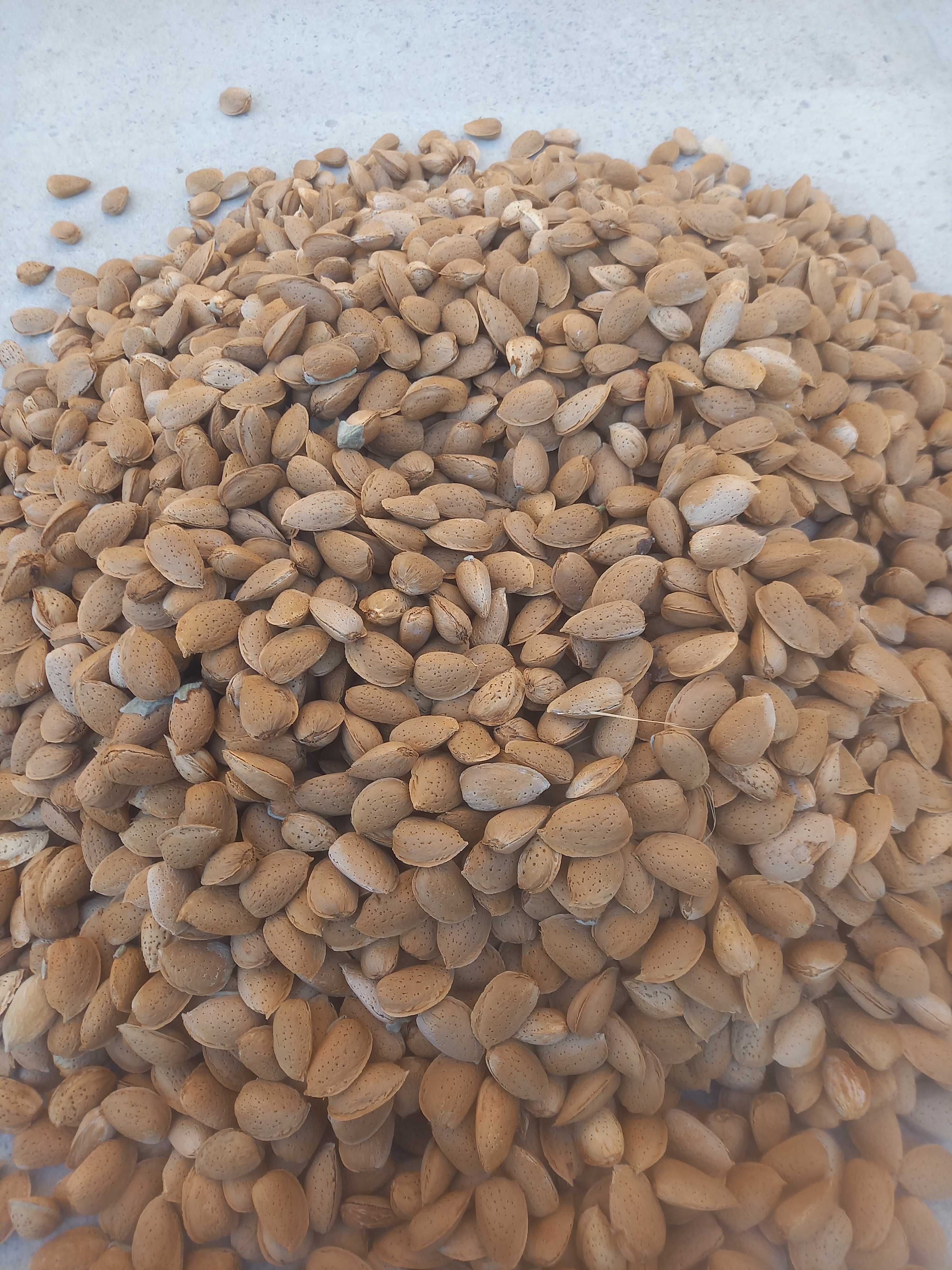 Bodom sotiladi 50 kg, 2 qop