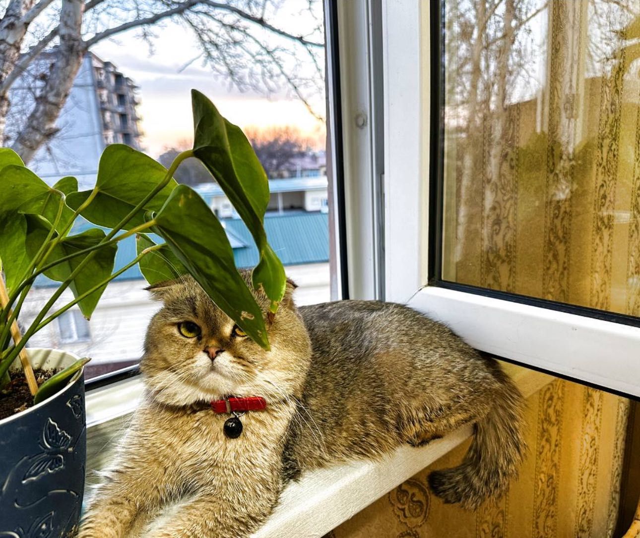 Чистокровный Скоттиш Фолд на вязку