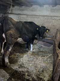 Vacă bălțată românească alb-negru