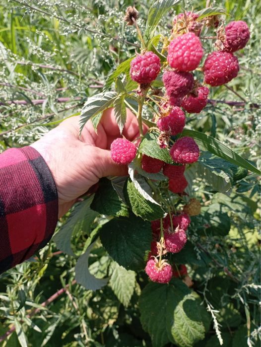 Продам Саженцы Малины, Смородины и Ежемалины