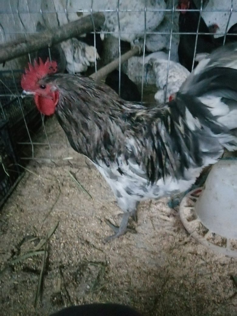 Oua australorp sphles și albastru