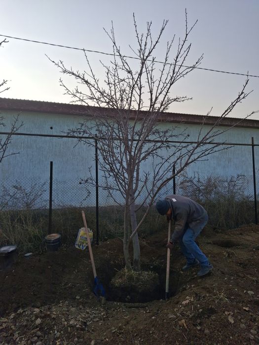 Профессиональная посадка-пересадка деревьев Лечение деревьев спил дере