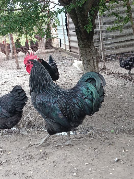 De vânzare Cocosi de mătase japoneza și Australop