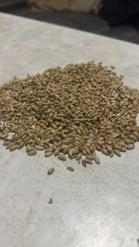 Ақтөбелік бидай, Актюбинская пшеница