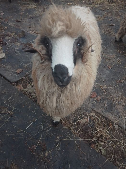 Vind berbec de 10 luni