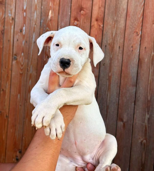 Pui Dogo Argentino femelă – sănătoasă și bine îngrijită