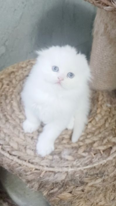 Schottish longhair