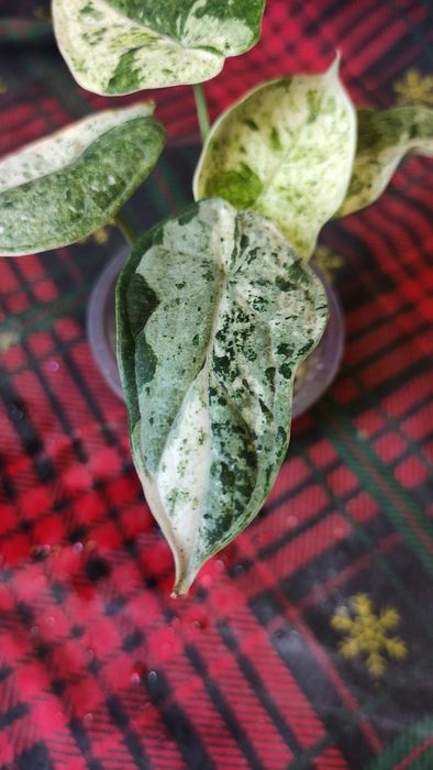 Алоказия Dragon scale mint