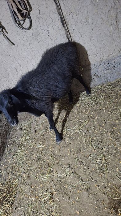 KATTA Qoy sotiladi  bugʻoz