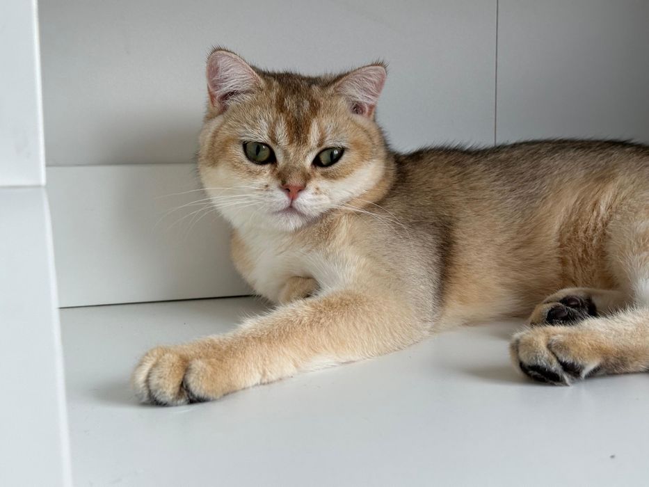 Baietel british shorthair golden  !!