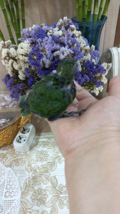 Продаётся птенец Какарика.