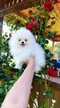 Pomeranian mascul mini toy