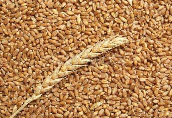 Vând grâu C1, bun pentru semănat. Preț 1,20 lei kg. Mircea Balog