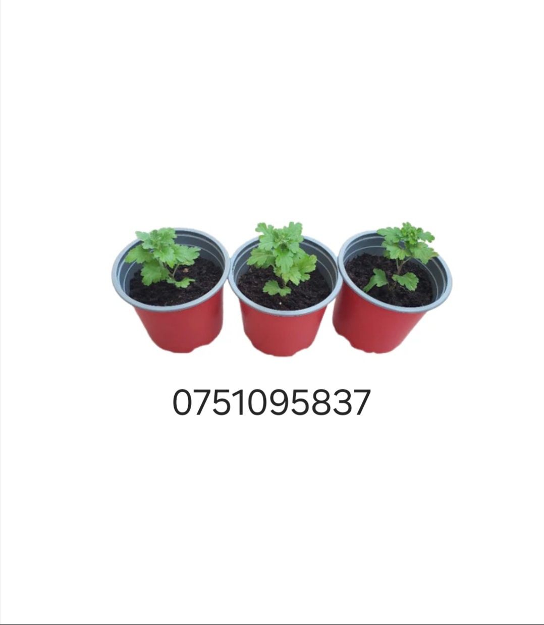 Vând Răsaduri Crizanteme Multiflora