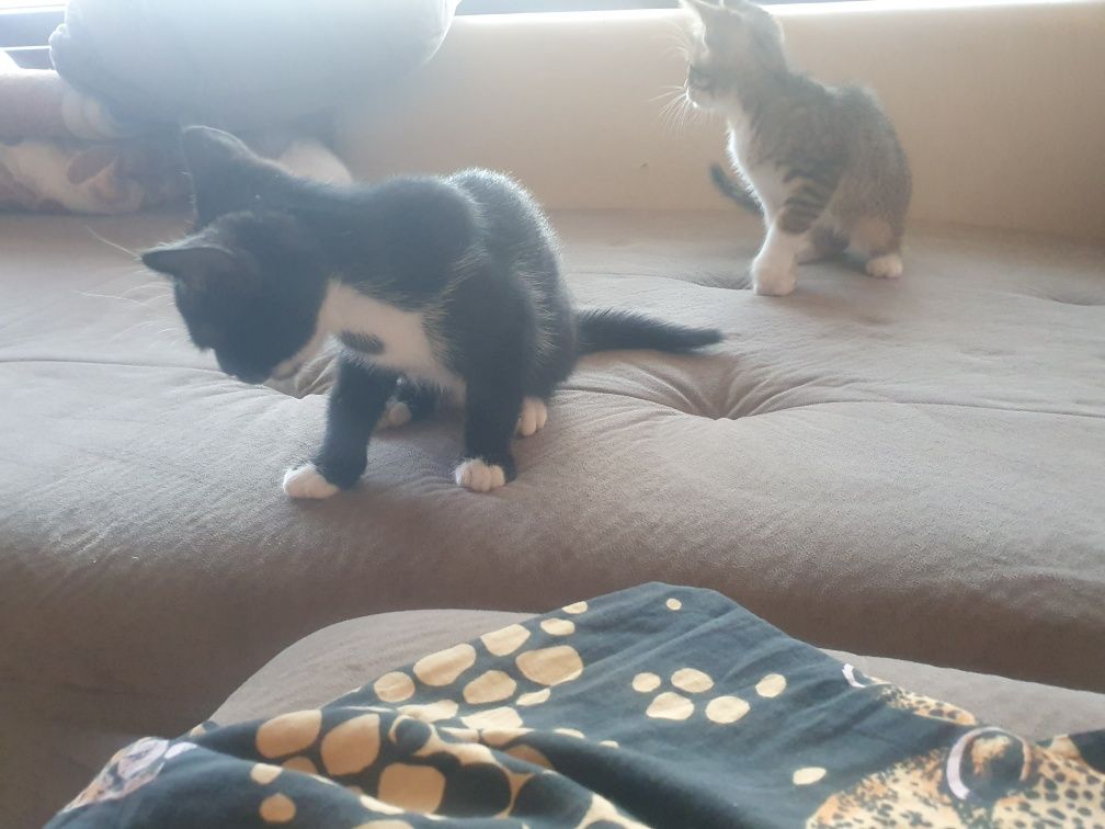 Подарявам котета