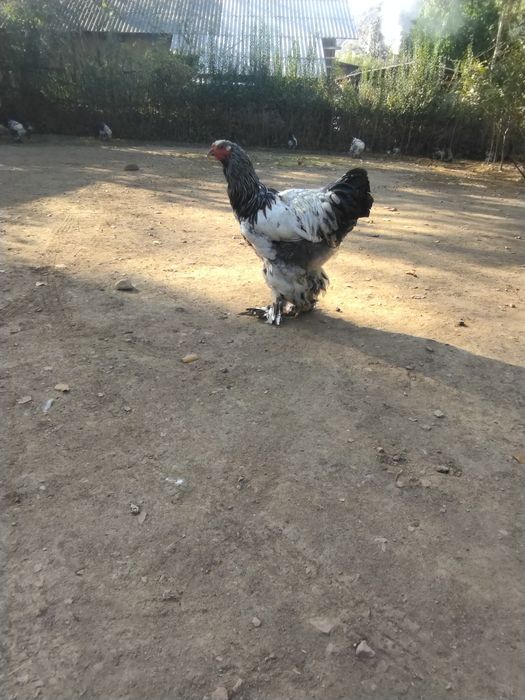 Tiyomni pux toʻchkalilar sotiladi soni 15 ta 11 ta makiyon 4 ta xoʻroz