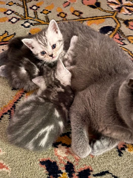 Pisicuta în vârstă de 3 luni