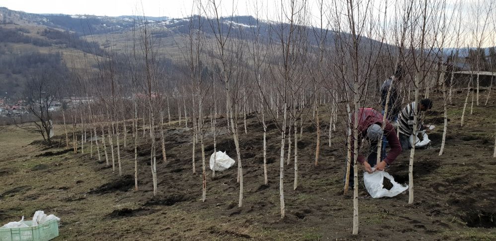 Vindem mesteacăn din pepiniera noastră