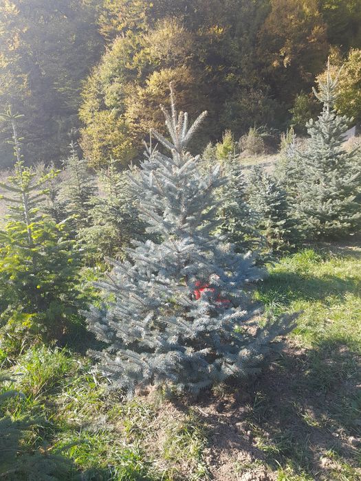 Plante ornamentale mesteacan tei,pawlonia