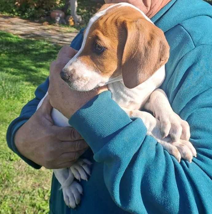 Малки ловни кучета