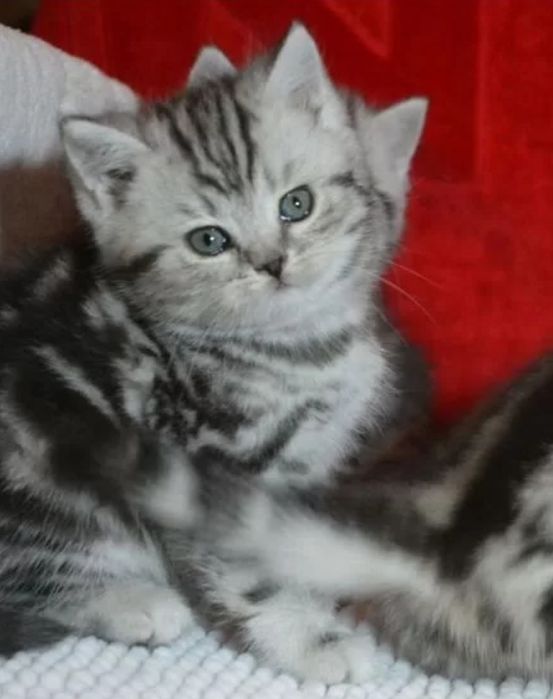 Шотландские мрамор окраса дечовки, 1.5 мес