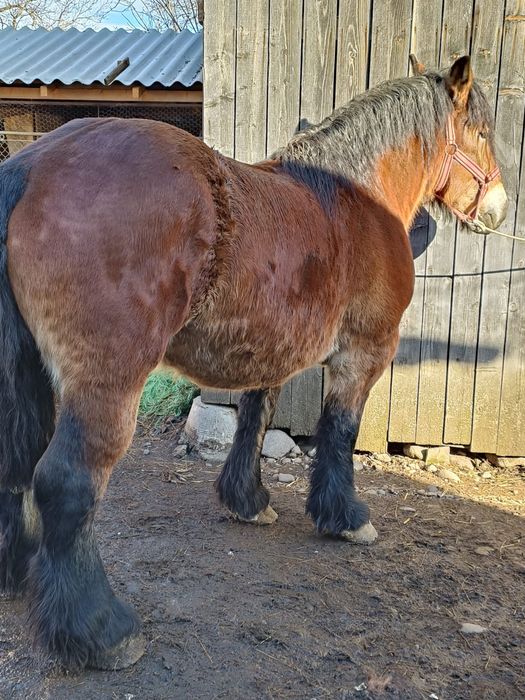 manz 4 luni din cai grei