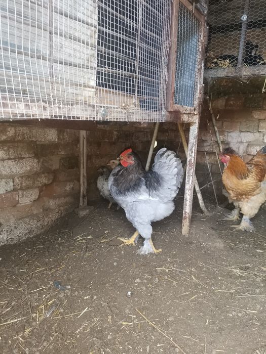 Петли домашни Брама всякакъв избор за празниците