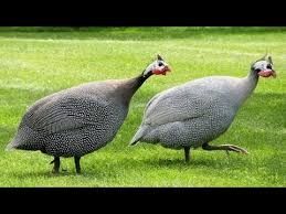 Vand bibilici diferite varste