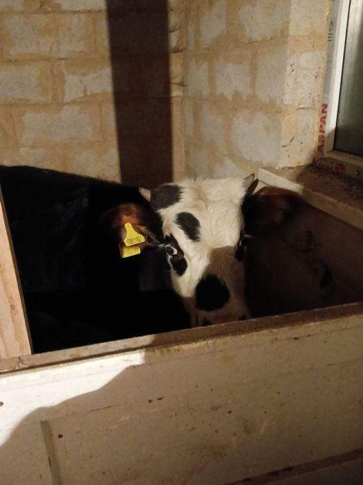 Продам сочную Корову с Бычком