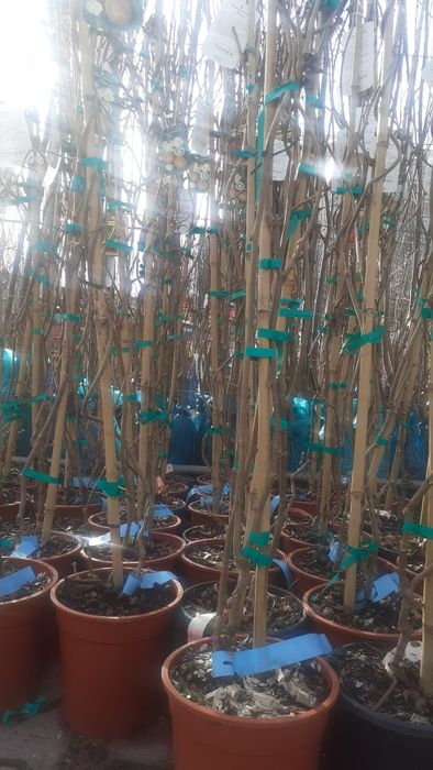 Pomi Fructiferi Exotici LA Ghiveci (Kiwi )