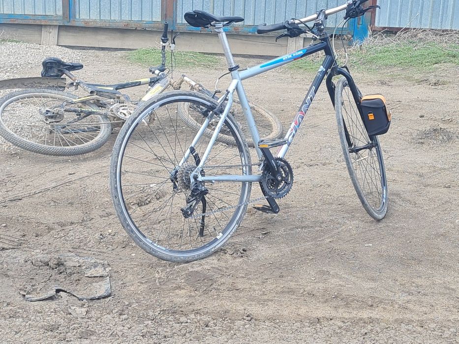 Giant hyde park гибрид