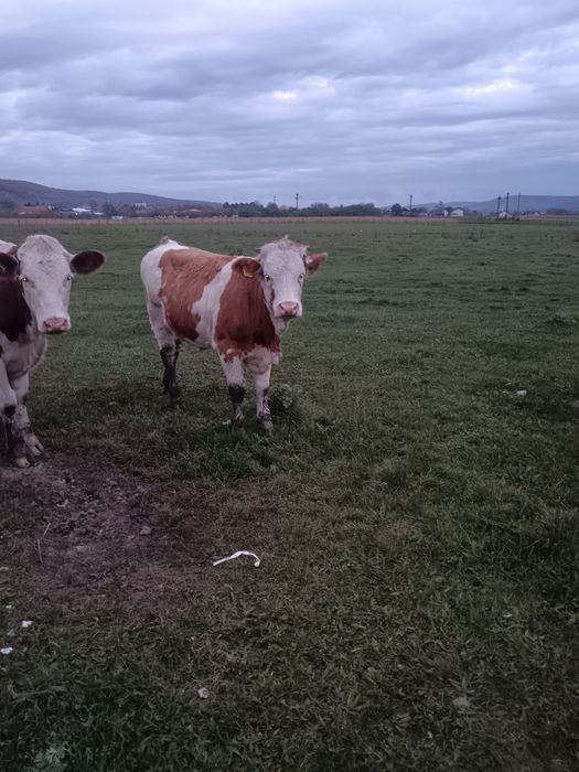 Vind juninci  baltate