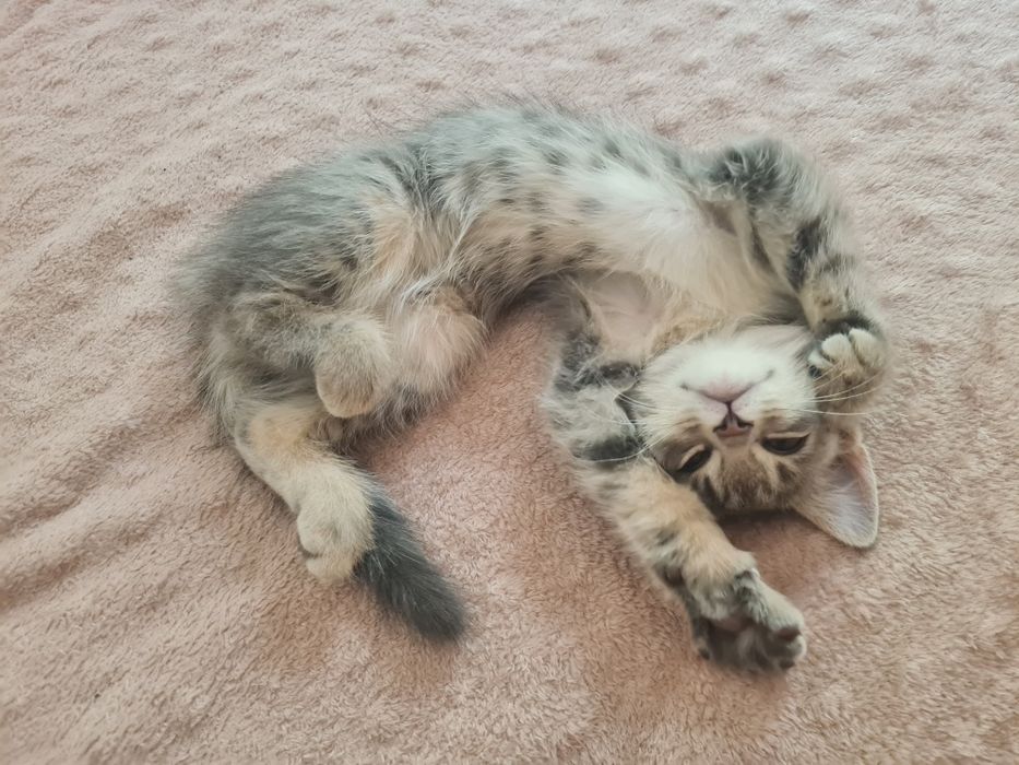 Отдам котёнка 3 месяца